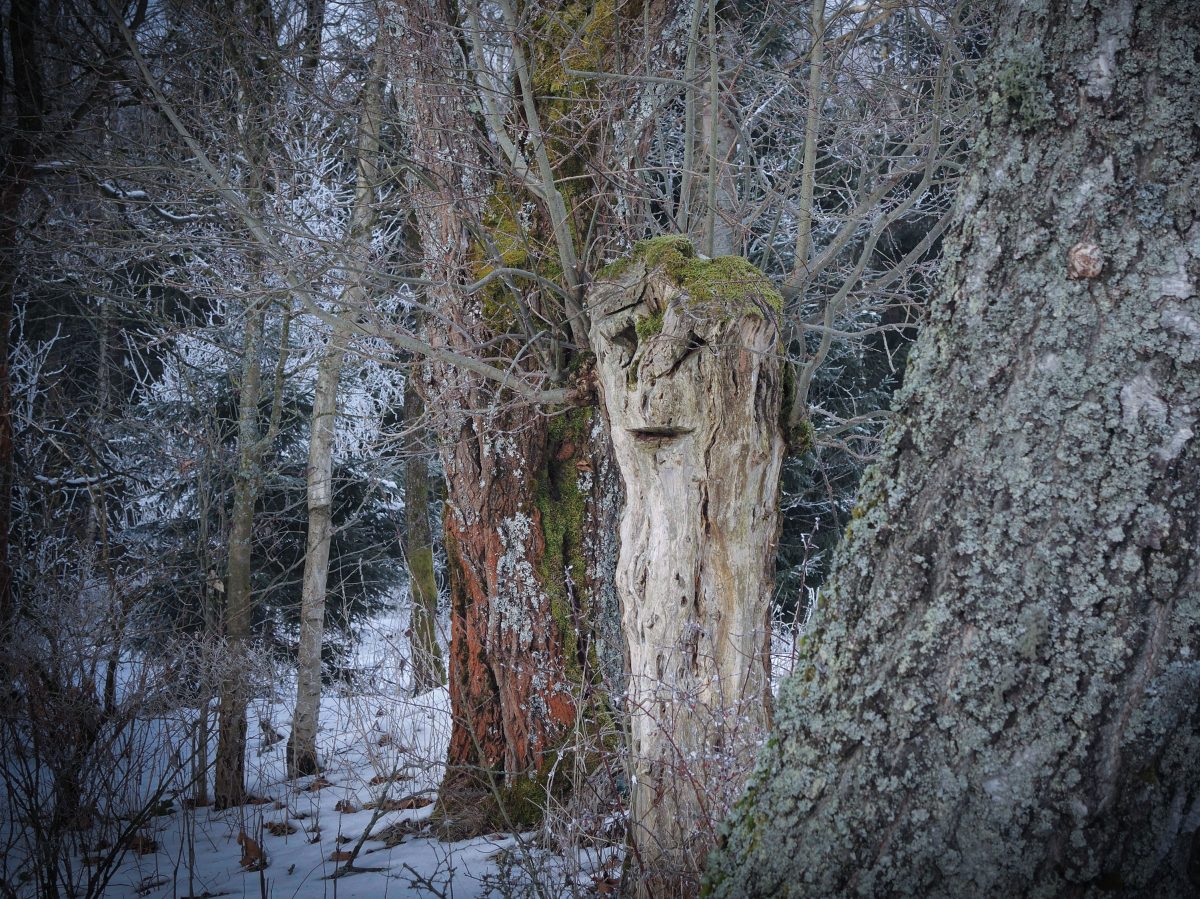 5-Wolf-Edgar-Vrba_jinak