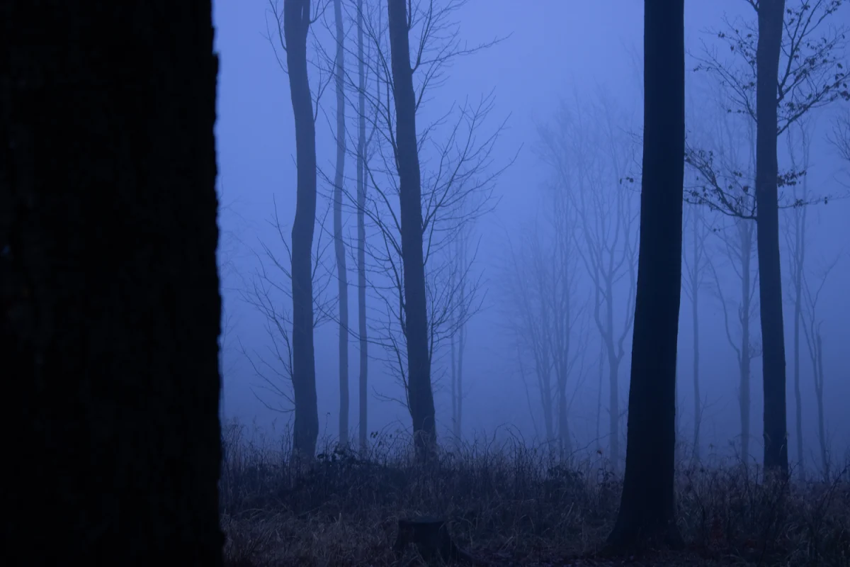 Wolf_Temny_les